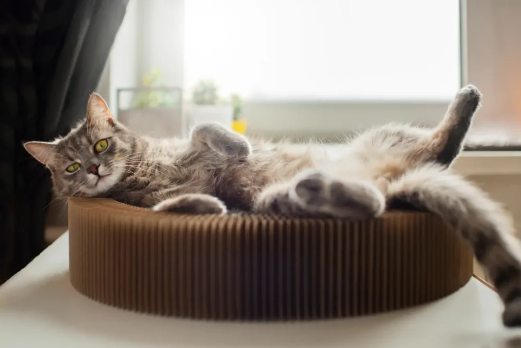 gato deitado na cama para pet